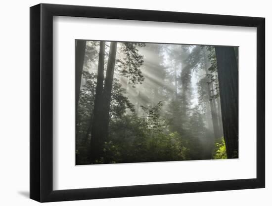 USA, California, Redwoods NP. Fog in Ladybird Johnson Grove-Cathy & Gordon Illg-Framed Photographic Print