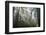 USA, California, Redwoods NP. Fog in Ladybird Johnson Grove-Cathy & Gordon Illg-Framed Photographic Print