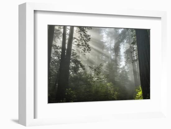 USA, California, Redwoods NP. Fog in Ladybird Johnson Grove-Cathy & Gordon Illg-Framed Photographic Print