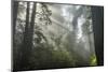 USA, California, Redwoods NP. Fog in Ladybird Johnson Grove-Cathy & Gordon Illg-Mounted Photographic Print