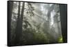 USA, California, Redwoods NP. Fog in Ladybird Johnson Grove-Cathy & Gordon Illg-Framed Stretched Canvas