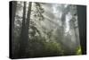 USA, California, Redwoods NP. Fog in Ladybird Johnson Grove-Cathy & Gordon Illg-Stretched Canvas