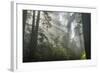 USA, California, Redwoods NP. Fog in Ladybird Johnson Grove-Cathy & Gordon Illg-Framed Photographic Print