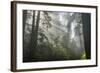 USA, California, Redwoods NP. Fog in Ladybird Johnson Grove-Cathy & Gordon Illg-Framed Photographic Print