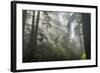 USA, California, Redwoods NP. Fog in Ladybird Johnson Grove-Cathy & Gordon Illg-Framed Photographic Print