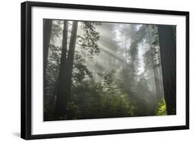 USA, California, Redwoods NP. Fog in Ladybird Johnson Grove-Cathy & Gordon Illg-Framed Photographic Print