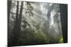 USA, California, Redwoods NP. Fog in Ladybird Johnson Grove-Cathy & Gordon Illg-Mounted Photographic Print