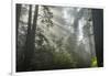 USA, California, Redwoods NP. Fog in Ladybird Johnson Grove-Cathy & Gordon Illg-Framed Photographic Print