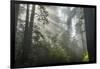 USA, California, Redwoods NP. Fog in Ladybird Johnson Grove-Cathy & Gordon Illg-Framed Photographic Print