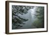 USA, California, Redwoods NP. Fog in Ladybird Johnson Grove-Cathy & Gordon Illg-Framed Photographic Print