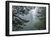 USA, California, Redwoods NP. Fog in Ladybird Johnson Grove-Cathy & Gordon Illg-Framed Photographic Print