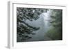 USA, California, Redwoods NP. Fog in Ladybird Johnson Grove-Cathy & Gordon Illg-Framed Photographic Print