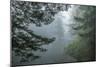 USA, California, Redwoods NP. Fog in Ladybird Johnson Grove-Cathy & Gordon Illg-Mounted Photographic Print