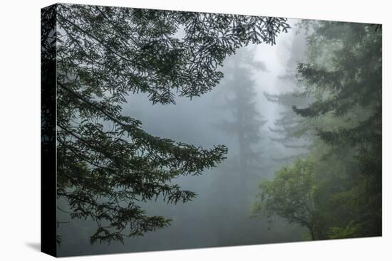 USA, California, Redwoods NP. Fog in Ladybird Johnson Grove-Cathy & Gordon Illg-Stretched Canvas