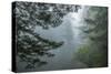 USA, California, Redwoods NP. Fog in Ladybird Johnson Grove-Cathy & Gordon Illg-Stretched Canvas