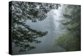 USA, California, Redwoods NP. Fog in Ladybird Johnson Grove-Cathy & Gordon Illg-Stretched Canvas