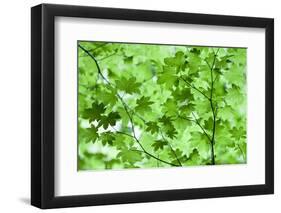 USA, California, Redwoods NP. Spring Canopy of Vine Maple Leaves-Jean Carter-Framed Photographic Print