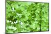 USA, California, Redwoods NP. Spring Canopy of Vine Maple Leaves-Jean Carter-Mounted Photographic Print