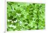 USA, California, Redwoods NP. Spring Canopy of Vine Maple Leaves-Jean Carter-Framed Photographic Print