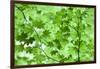 USA, California, Redwoods NP. Spring Canopy of Vine Maple Leaves-Jean Carter-Framed Photographic Print