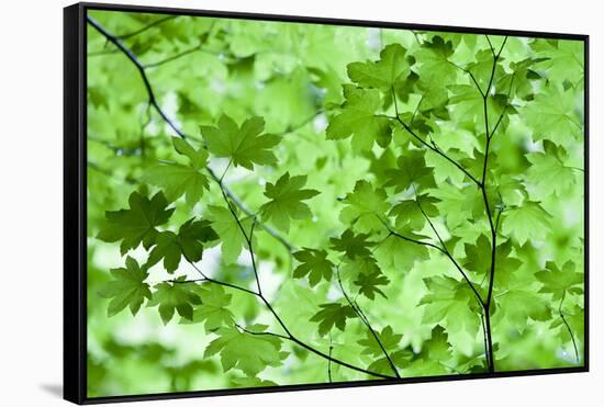 USA, California, Redwoods NP. Spring Canopy of Vine Maple Leaves-Jean Carter-Framed Stretched Canvas