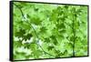 USA, California, Redwoods NP. Spring Canopy of Vine Maple Leaves-Jean Carter-Framed Stretched Canvas