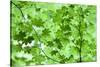 USA, California, Redwoods NP. Spring Canopy of Vine Maple Leaves-Jean Carter-Stretched Canvas