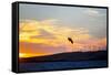 USA, California, Rio Vista, Sacramento River Delta. Kiteboarder catching air at sunset.-Merrill Images-Framed Stretched Canvas