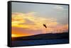 USA, California, Rio Vista, Sacramento River Delta. Kiteboarder catching air at sunset.-Merrill Images-Framed Stretched Canvas
