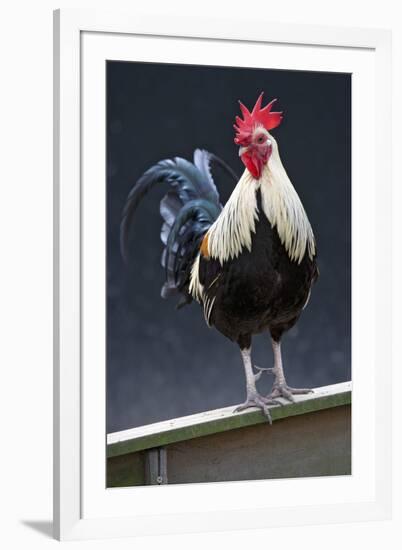USA, California. Rooster on fence.-Jaynes Gallery-Framed Photographic Print