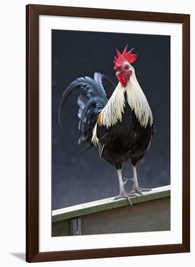 USA, California. Rooster on fence.-Jaynes Gallery-Framed Photographic Print