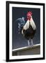 USA, California. Rooster on fence.-Jaynes Gallery-Framed Photographic Print