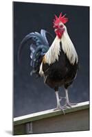 USA, California. Rooster on fence.-Jaynes Gallery-Mounted Photographic Print