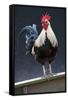 USA, California. Rooster on fence.-Jaynes Gallery-Framed Stretched Canvas