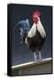 USA, California. Rooster on fence.-Jaynes Gallery-Framed Stretched Canvas