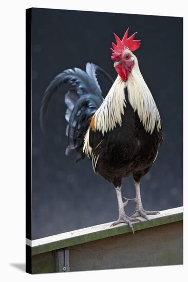 USA, California. Rooster on fence.-Jaynes Gallery-Stretched Canvas