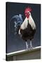 USA, California. Rooster on fence.-Jaynes Gallery-Stretched Canvas