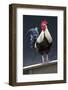 USA, California. Rooster on fence.-Jaynes Gallery-Framed Photographic Print