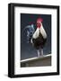 USA, California. Rooster on fence.-Jaynes Gallery-Framed Photographic Print