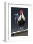 USA, California. Rooster on fence.-Jaynes Gallery-Framed Photographic Print