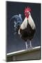 USA, California. Rooster on fence.-Jaynes Gallery-Mounted Photographic Print