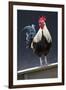USA, California. Rooster on fence.-Jaynes Gallery-Framed Premium Photographic Print