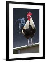 USA, California. Rooster on fence.-Jaynes Gallery-Framed Premium Photographic Print