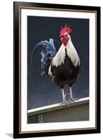 USA, California. Rooster on fence.-Jaynes Gallery-Framed Premium Photographic Print