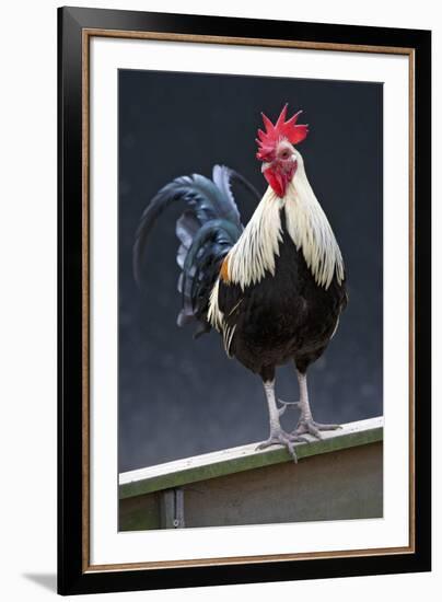 USA, California. Rooster on fence.-Jaynes Gallery-Framed Premium Photographic Print