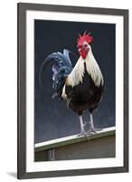 USA, California. Rooster on fence.-Jaynes Gallery-Framed Premium Photographic Print