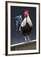 USA, California. Rooster on fence.-Jaynes Gallery-Framed Premium Photographic Print