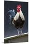 USA, California. Rooster on fence.-Jaynes Gallery-Mounted Premium Photographic Print