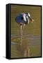 USA, California, San Diego. a Great Blue Heron Catching a Crawfish-Jaynes Gallery-Framed Stretched Canvas