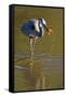 USA, California, San Diego. a Great Blue Heron Catching a Crawfish-Jaynes Gallery-Framed Stretched Canvas